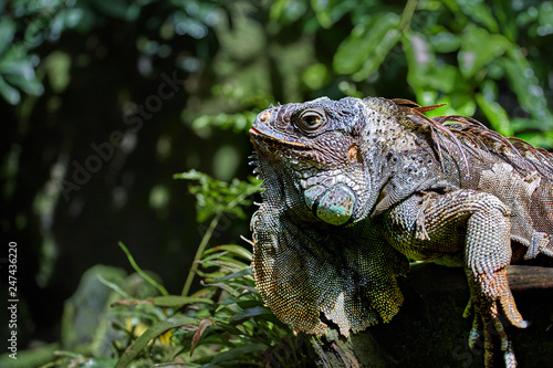 Green Iguana basking in the sun, close-up portrait