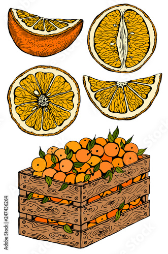 Vector illustration set of sketch hand drawn wooden box full of oranges with green leaves and slice orange. Fresh fruits, citrus, Italy, Spain, mandarins. Organic food label. Vintage style.