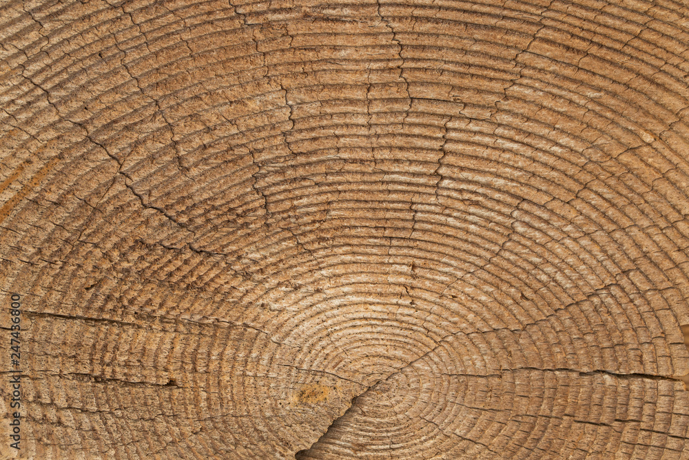 Fototapeta premium Very Old Wood Background, closeup. wood texture . old and very aged wood texture close up. backgrounds, texture is very old wood in the process of prolonged natural decomposition and weathering. 