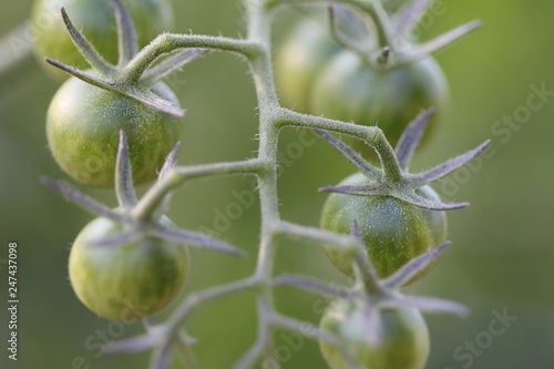 green tomatoe photo