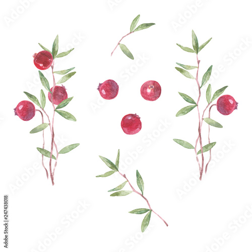 Cranberry. Hand drawn watercolor set  isolated elements for design on a white background.