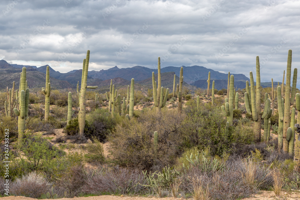 Saguaro cacti growing in the Arizona desert