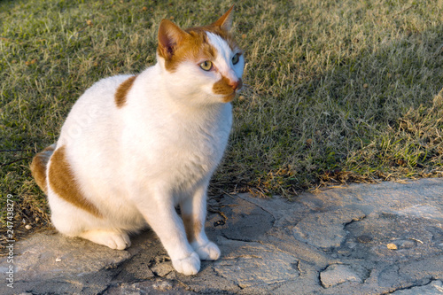 Homeless cat near the hotel waiting for the food