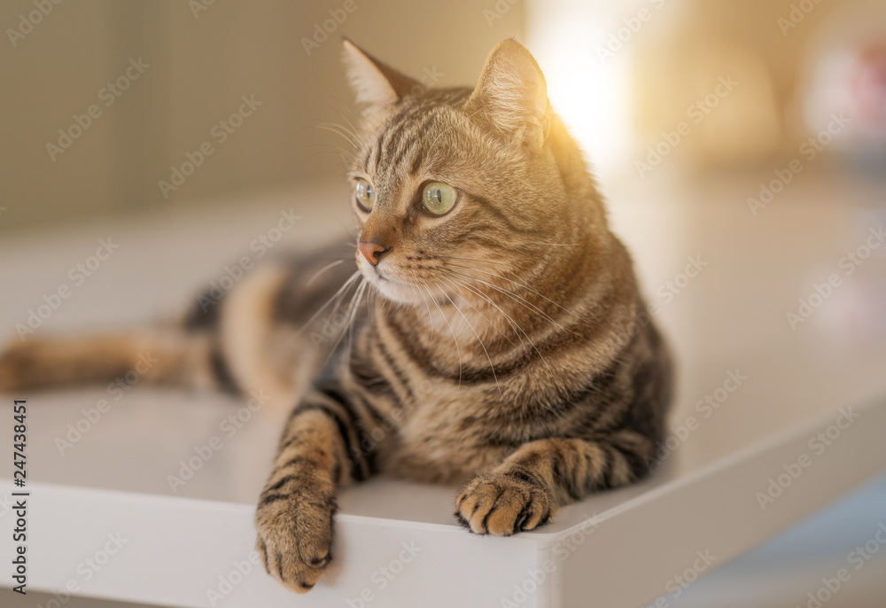 Fototapeta premium Beautiful short hair cat lying on white table at home