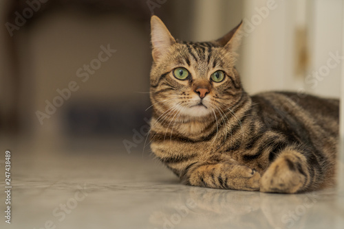 Beautiful short hair cat lying on the floor at home © Krakenimages.com