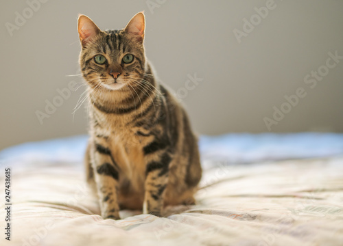 Wallpaper Mural Beautiful short hair cat lying on the bed at home Torontodigital.ca