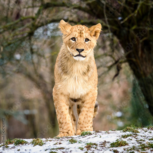 Fototapeta Naklejka Na Ścianę i Meble -  Lion posing for portrait