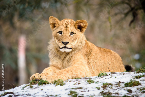 Fototapeta Naklejka Na Ścianę i Meble -  Lion posing for portrait