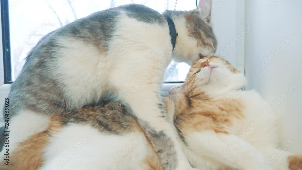 funny video cat. cats lick each other kitten. slow motion video. Cats grooming and licking lifestyle each other. pet a cute video funny video cat. cats lick each other kitten. slow motion video. Cats grooming and licking lifestyle each other. pet a cute video