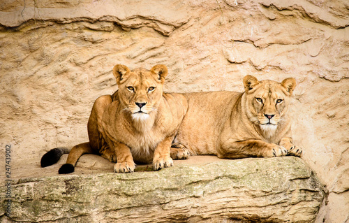 Fototapeta Naklejka Na Ścianę i Meble -  Lion posing for portrait
