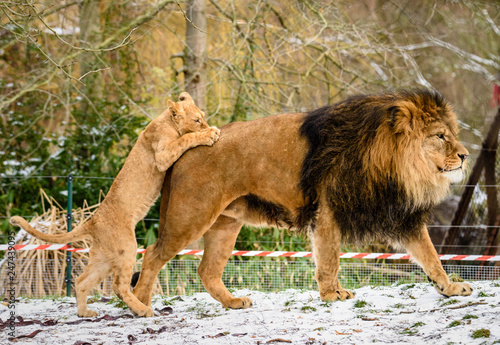 Fototapeta Naklejka Na Ścianę i Meble -  Lion posing for portrait