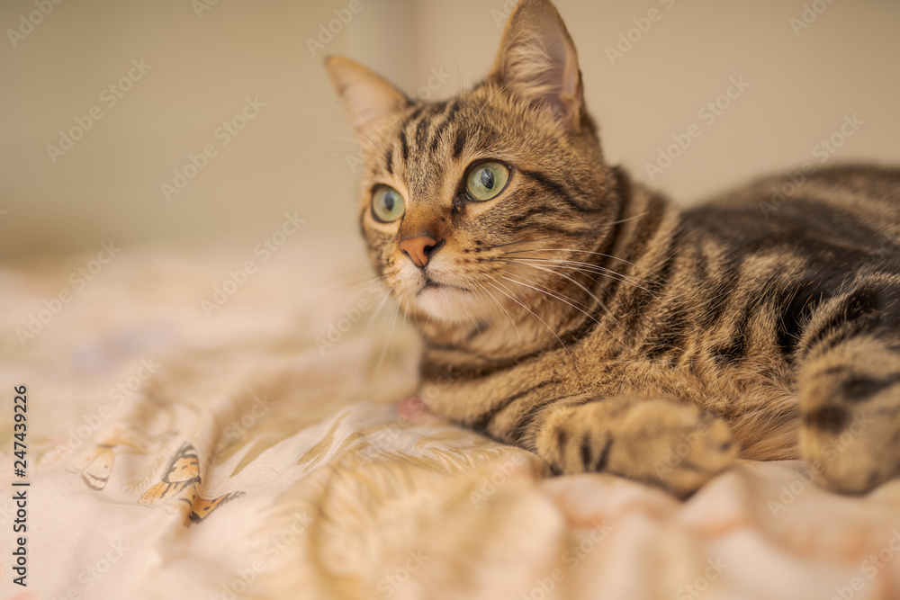 Beautiful short hair cat lying on the bed at home Beautiful short hair cat lying on the bed at home