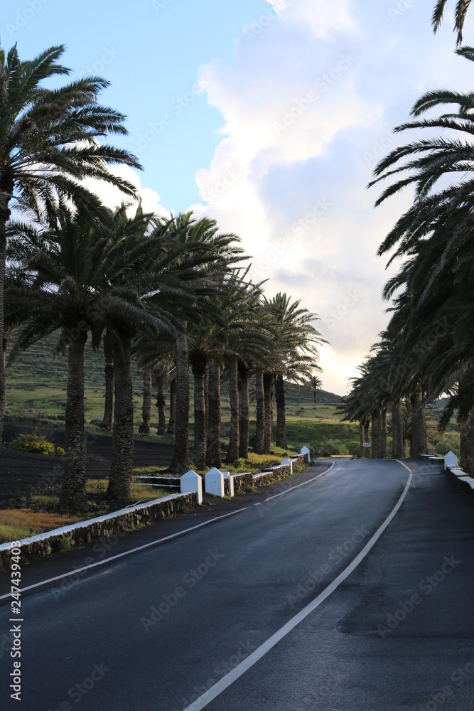 Palmtree road