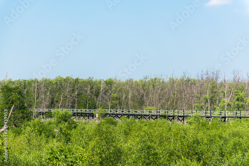 Wooden walkway or bridge among mangrove forest at Chonburi, Thailand