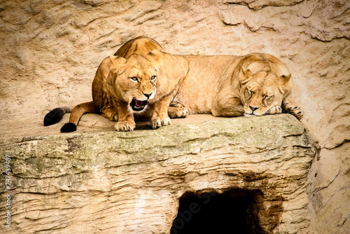 Fototapeta Naklejka Na Ścianę i Meble -  Lion posing for portrait