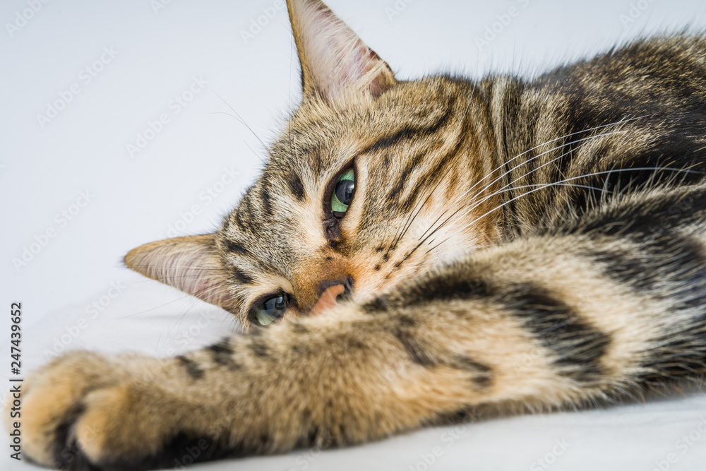 Beautiful short hair cat lying on the bed at home Beautiful short hair cat lying on the bed at home