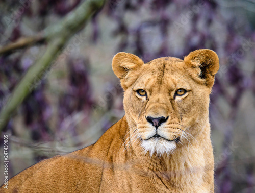 Fototapeta Naklejka Na Ścianę i Meble -  Lion posing for portrait