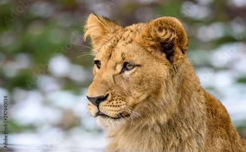 Fototapeta Naklejka Na Ścianę i Meble -  Lion posing for portrait