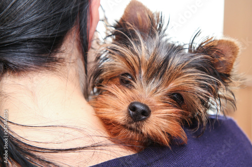 A cute young Yorkshire terrier girl is in the arms of its owner and is satisfied. 