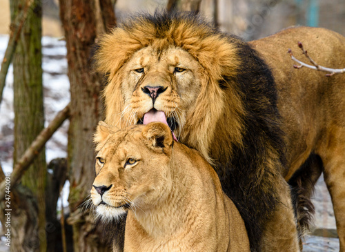 Fototapeta Naklejka Na Ścianę i Meble -  Lion posing for portrait