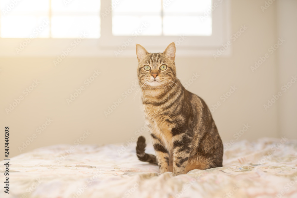 Beautiful short hair cat lying on the bed at home