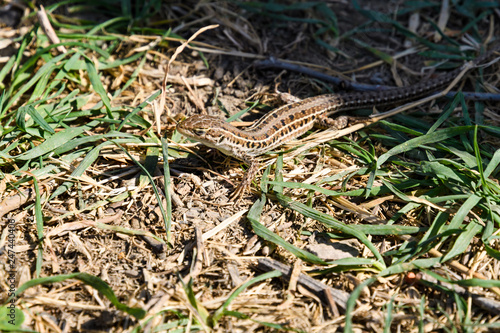 Podarcis muralis lizard basking in the sun in the middle of semi-dried grass