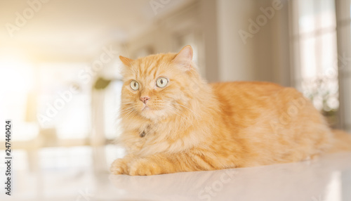 Fototapeta Naklejka Na Ścianę i Meble -  Beautiful ginger long hair cat lying on kitchen table on a sunny day at home