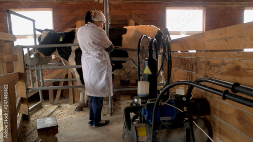 Milkmaid milking cow at dairy farm. Milking a cow with automatic milking machine at small dairy farm. Farming, technology, industrial production concept.