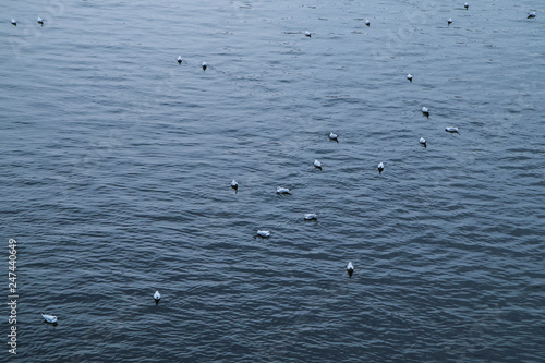 A picture of a river full of seagulls resting on its water surface. 