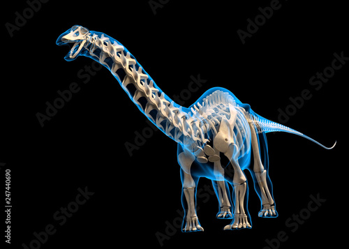 Brontosaurus skeleton, illustration