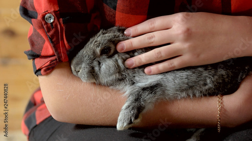 Close up gray rabbit in female hands. Close up young woman caressing her rabbit. How to breed rabbits at home.