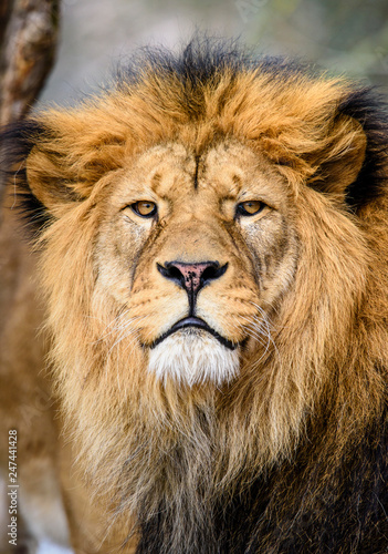 Lion posing for portrait