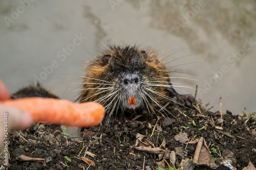 A picture of the coypus in Prague in Czech Republic. They live in water in the city and they are a problem for the ekosystem. 