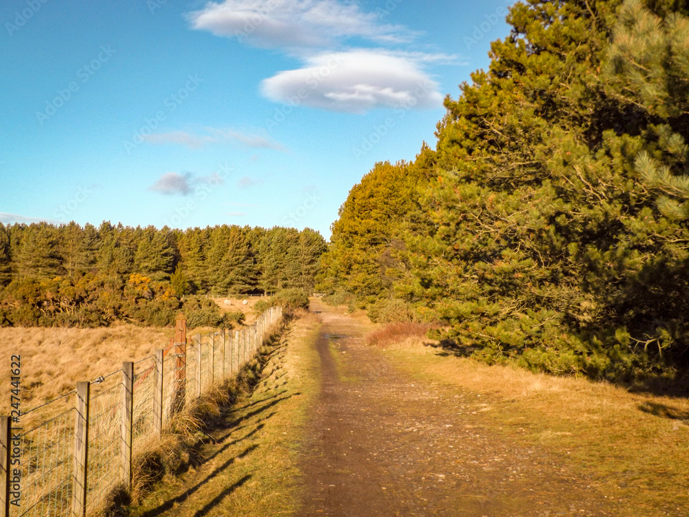 road in autumn