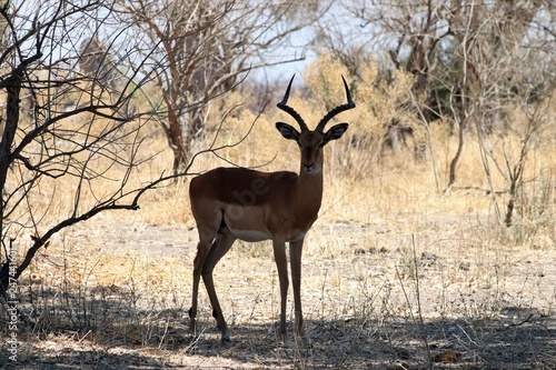 Impala in Moremi Game Reserve