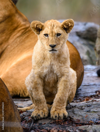 Fototapeta Naklejka Na Ścianę i Meble -  Lion posing for portrait