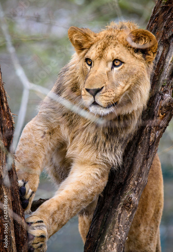 Fototapeta Naklejka Na Ścianę i Meble -  Lion posing for portrait