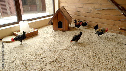 Hens and roosters in coop at modern farm. Domestic poultry walking on sand in hen house. Poultry farming concept. photo