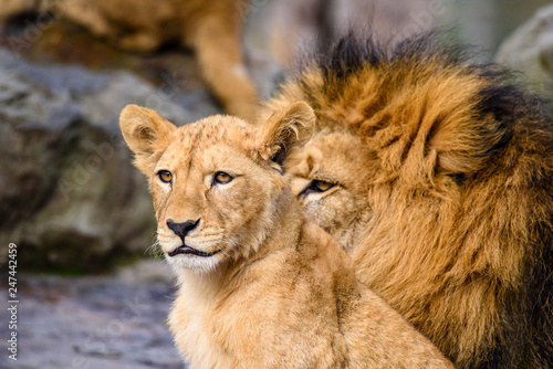 Fototapeta Naklejka Na Ścianę i Meble -  Lion posing for portrait