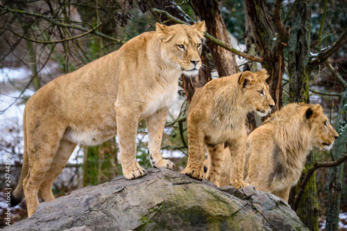 Fototapeta Naklejka Na Ścianę i Meble -  Lion posing for portrait