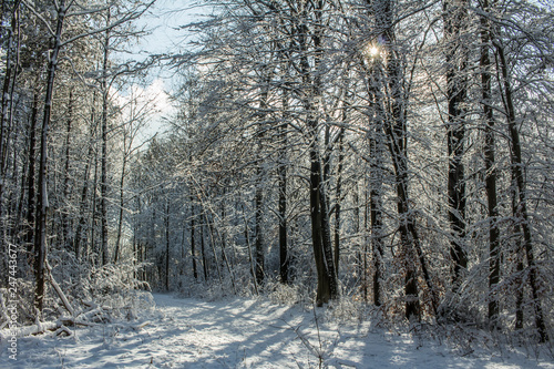 Deep snowy forest road in winter