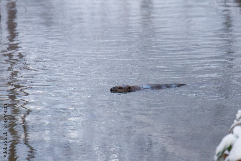 A European beaver swims in the winter water of a river with snow-covered shores A European beaver swims in the winter water of a river with snow-covered shores