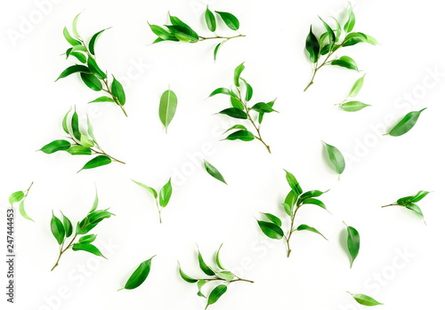 Green ficus leaves pattern isolated on white background top view