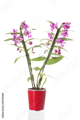 Dendrobium plant with pink flowers