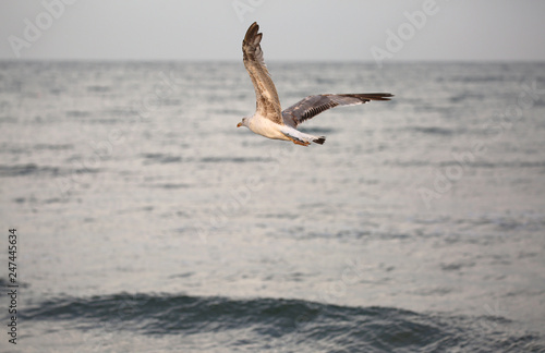 Seagull with white and gray feathers flies over the sea