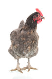 Gray chicken isolated over white