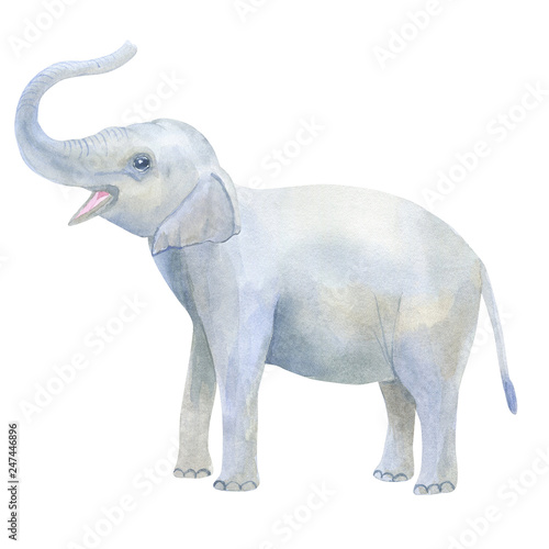 Photography Indian cute baby elephant blows his trunk