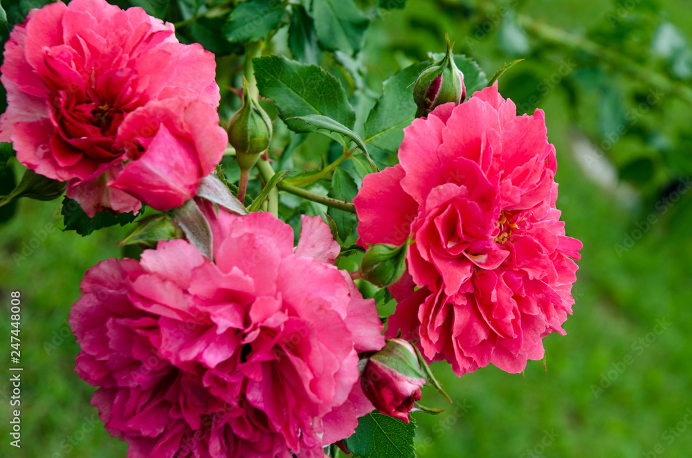 Bright red roses bloomed in city park Bright red roses bloomed in city park