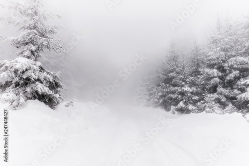 Foggy mountain forest covered with snow. 