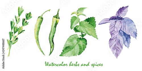 Watercolor herbs and spices. Hand painted realistic illustration